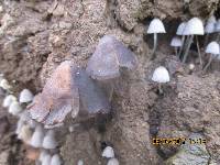 Psilocybe papuana image