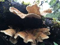 Trametes ochracea image