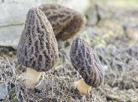 Morchella importuna image