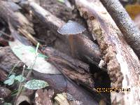 Psilocybe papuana image