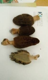 Morchella importuna image