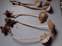 Mycena metata image