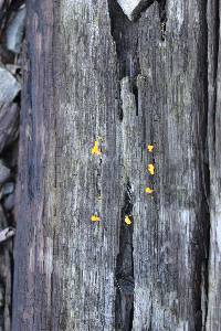 Dacryopinax spathularia image