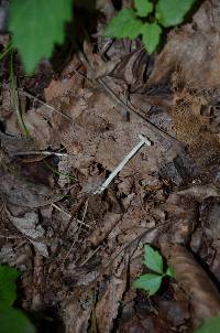 Entoloma alboumbonatum image