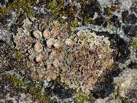 Cladonia magyarica image