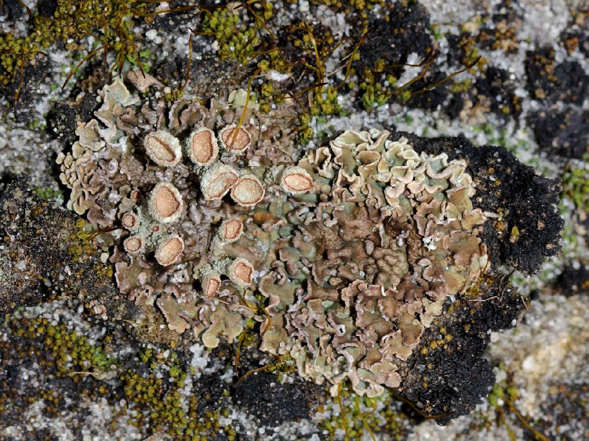 Cladonia magyarica image