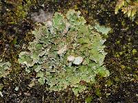 Cladonia magyarica image