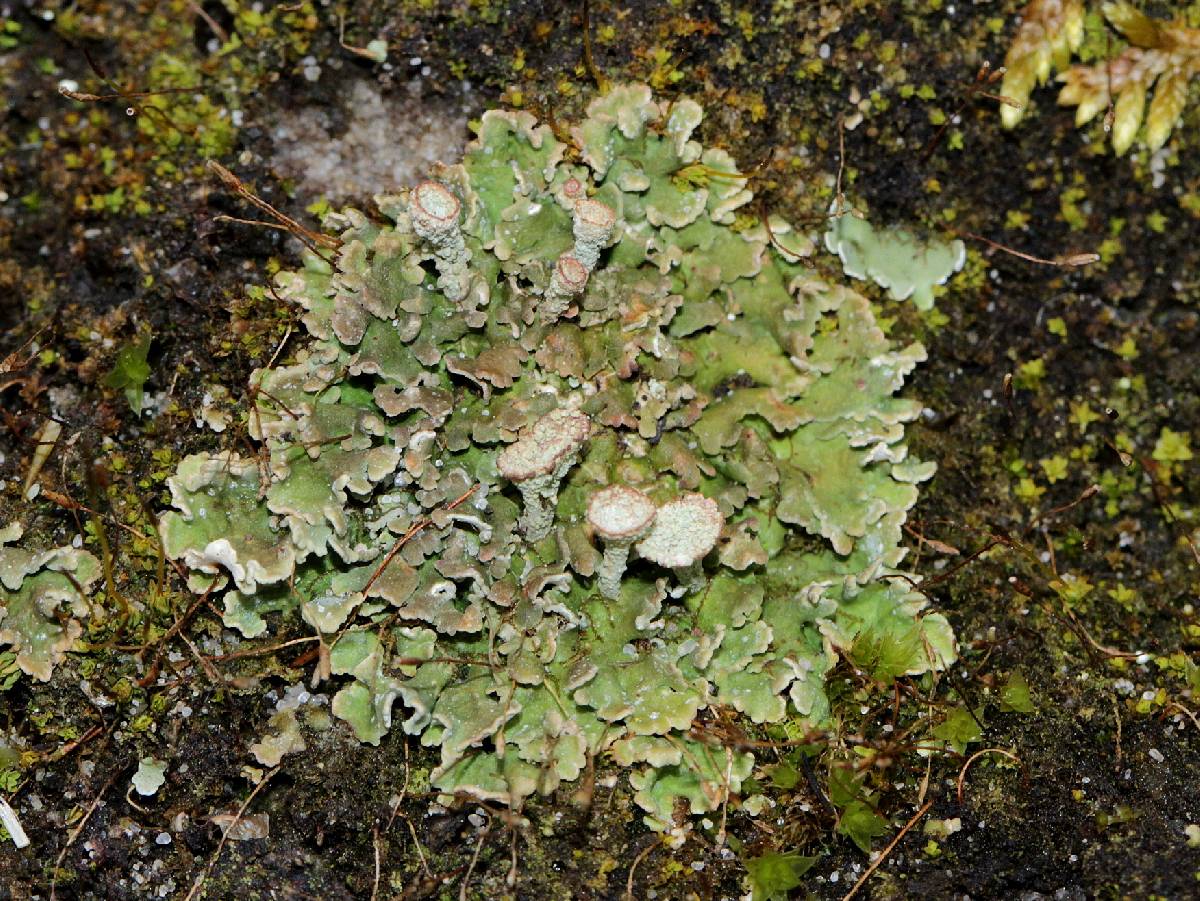 Cladonia magyarica image