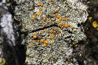 Gyalolechia flavorubescens image