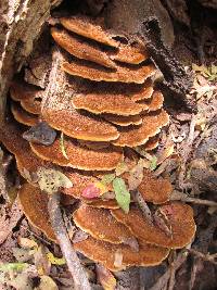 Phellinus gilvus image