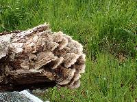 Trametes hirsuta image