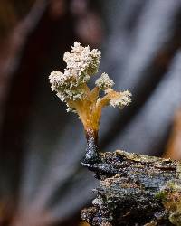 Xylaria cubensis image