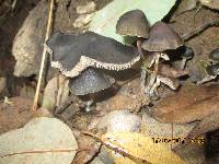 Psilocybe papuana image