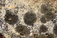 Acarospora fuscata image