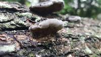 Hexagonia hydnoides image