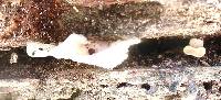 Favolus tenuiculus image