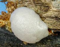 Reticularia lycoperdon image