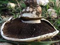 Agaricus bitorquis image