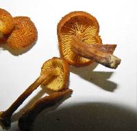 Pholiota granulosa image