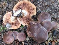 Tricholoma imbricatum image