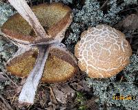 Leccinum vulpinum image