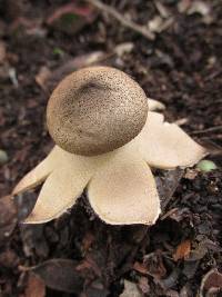 Geastrum hieronymi image