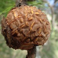 Cronartium quercuum image