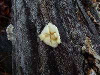 Reticularia lycoperdon image