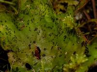 Peltigera britannica image