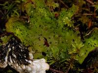 Peltigera britannica image