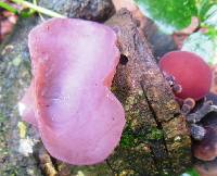 Auricularia fuscosuccinea image