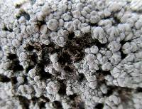 Lecanora rupicola var. rupicola image