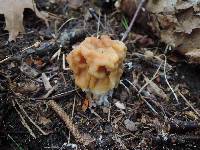 Gyromitra korfii image