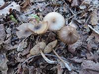 Entoloma vernum image