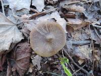 Entoloma vernum image