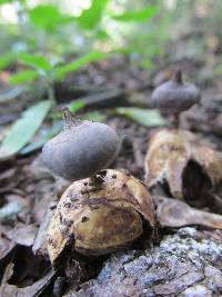 Geastrum pectinatum image