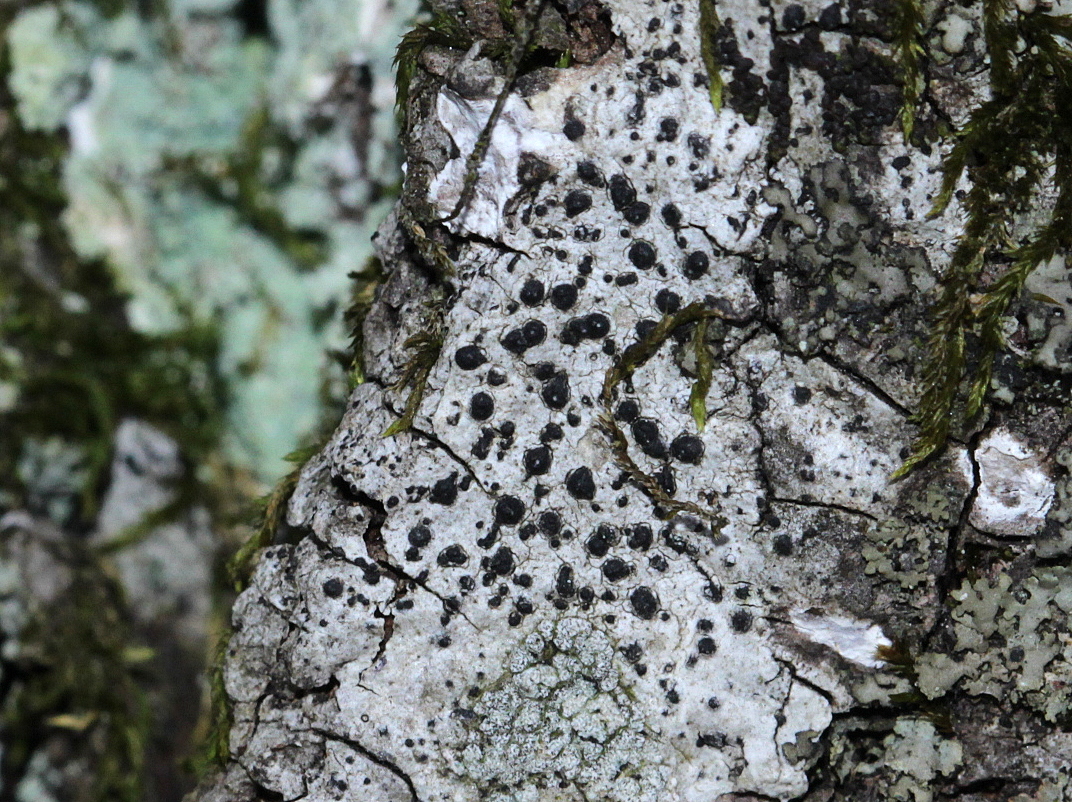 Polymeridium quinqueseptatum image