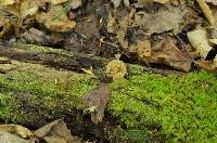 Pholiota marginella image