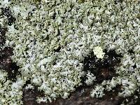 Physcia millegrana image