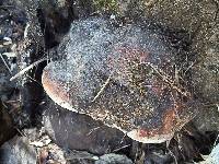 Fomitopsis schrenkii image