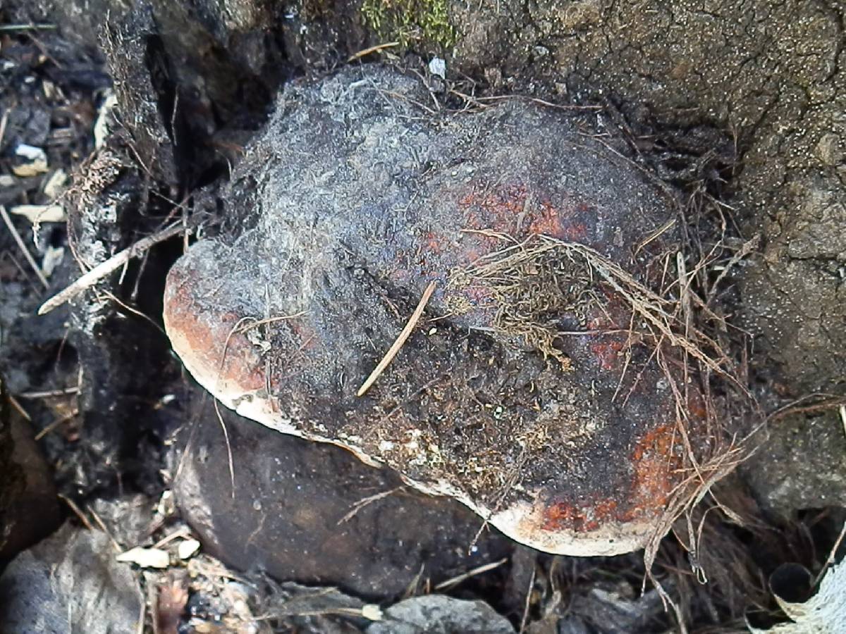 Fomitopsis schrenkii image