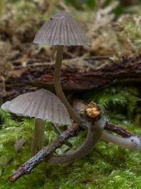 Mycena leptocephala image