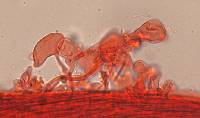 Mycena leptocephala image