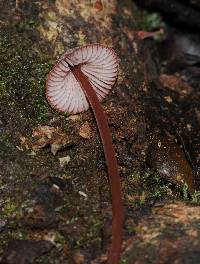 Mycena kurramulla image