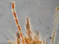 Urnula craterium image