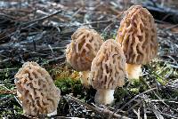 Morchella snyderi image