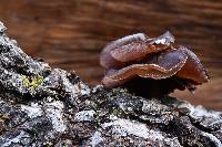 Auricularia americana image