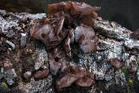 Auricularia americana image