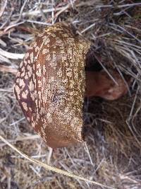 Amanita brunneolocularis image