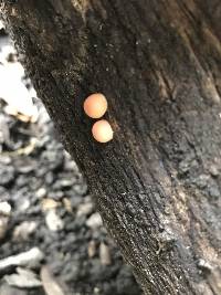 Lycogala epidendrum image
